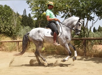 PRE, Ogier, 5 lat, 170 cm, Siwa