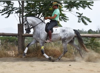 PRE, Ogier, 5 lat, 170 cm, Siwa