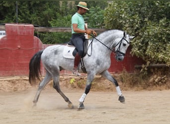 PRE, Ogier, 5 lat, 170 cm, Siwa