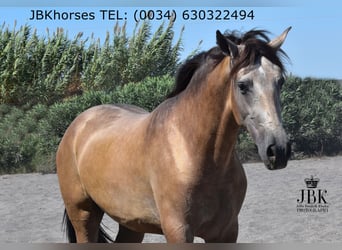PRE Mix, Ogier, 5 lat, 171 cm, Bułana