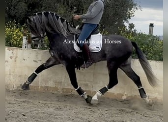 PRE Mix, Ogier, 5 lat, 171 cm