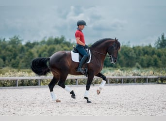 PRE Mix, Ogier, 5 lat, 171 cm, Skarogniada
