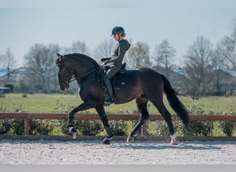 PRE Mix, Ogier, 5 lat, 171 cm, Skarogniada
