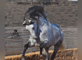 PRE, Ogier, 5 lat, 172 cm, Siwa jabłkowita