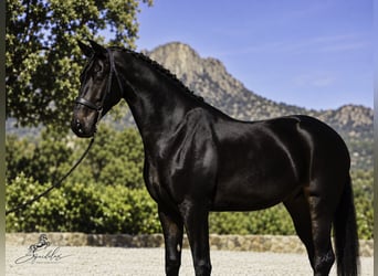 PRE Mix, Ogier, 5 lat, 176 cm, Ciemnogniada