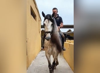 PRE, Ogier, 5 lat, 176 cm, Siwa jabłkowita