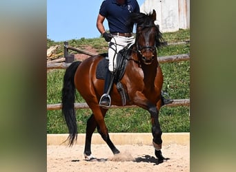 PRE Mix, Ogier, 6 lat, 157 cm, Gniada