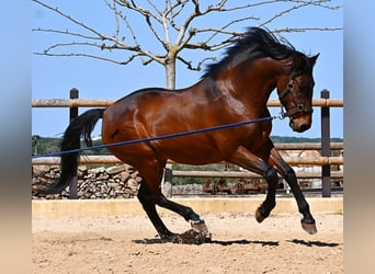 PRE Mix, Ogier, 6 lat, 157 cm, Gniada