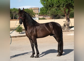 PRE Mix, Ogier, 6 lat, 158 cm, Kara