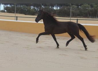 PRE Mix, Ogier, 6 lat, 158 cm, Kara