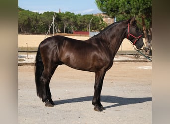 PRE Mix, Ogier, 6 lat, 158 cm, Kara