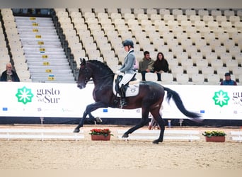 PRE Mix, Ogier, 6 lat, 160 cm, Ciemnogniada