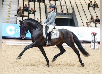 PRE Mix, Ogier, 6 lat, 160 cm, Ciemnogniada