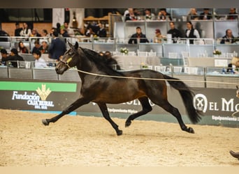 PRE Mix, Ogier, 6 lat, 160 cm, Ciemnogniada