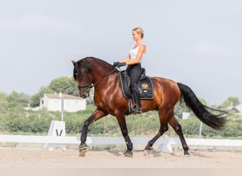 PRE Mix, Ogier, 6 lat, 160 cm, Gniada