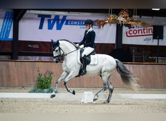 PRE, Ogier, 6 lat, 160 cm, Siwa jabłkowita