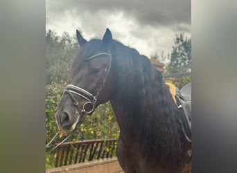 PRE, Ogier, 6 lat, 161 cm, Kara