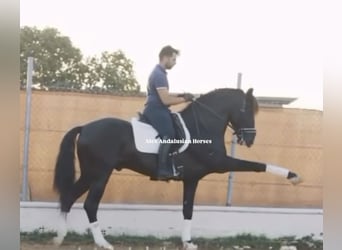 PRE Mix, Ogier, 6 lat, 162 cm, Kara