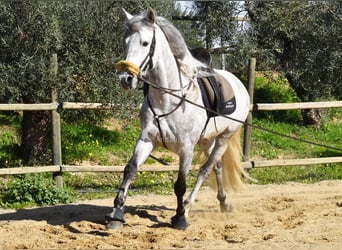PRE, Ogier, 6 lat, 162 cm, Siwa