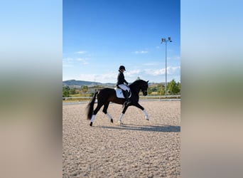 PRE Mix, Ogier, 6 lat, 163 cm, Ciemnogniada