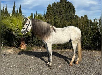 PRE Mix, Ogier, 6 lat, 163 cm, Siwa jabłkowita