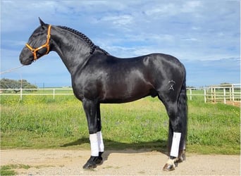 PRE Mix, Ogier, 6 lat, 164 cm, Kara