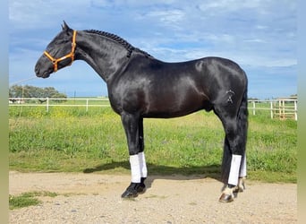 PRE Mix, Ogier, 6 lat, 164 cm, Kara