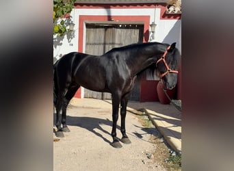 PRE Mix, Ogier, 6 lat, 165 cm, Kara