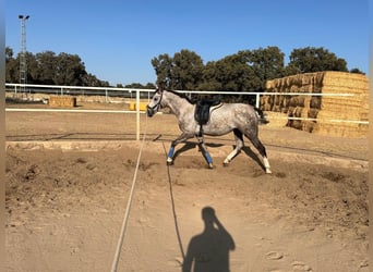 PRE Mix, Ogier, 6 lat, 165 cm, Siwa
