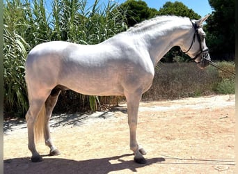 PRE Mix, Ogier, 6 lat, 165 cm, Siwa
