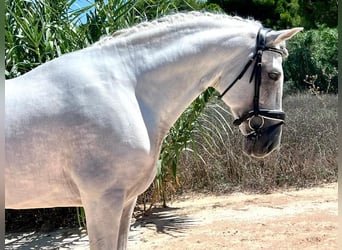 PRE Mix, Ogier, 6 lat, 165 cm, Siwa
