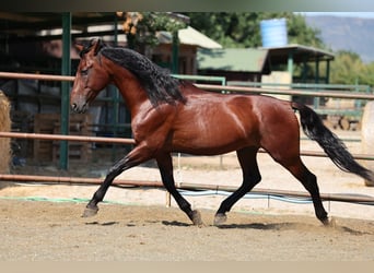 PRE Mix, Ogier, 6 lat, 166 cm, Gniada