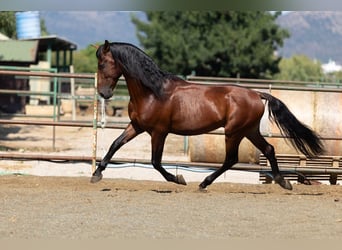 PRE Mix, Ogier, 6 lat, 166 cm, Gniada