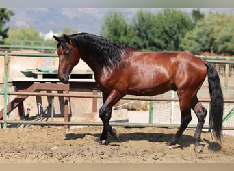 PRE Mix, Ogier, 6 lat, 166 cm, Gniada