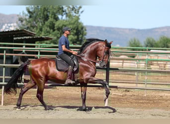 PRE Mix, Ogier, 6 lat, 166 cm, Gniada