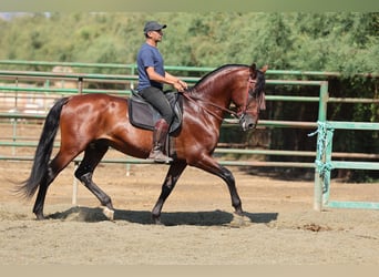PRE Mix, Ogier, 6 lat, 166 cm, Gniada