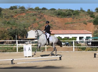 PRE Mix, Ogier, 6 lat, 166 cm, Siwa jabłkowita