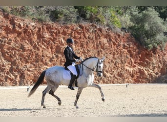 PRE Mix, Ogier, 6 lat, 166 cm, Siwa jabłkowita