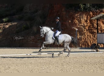 PRE Mix, Ogier, 6 lat, 166 cm, Siwa jabłkowita