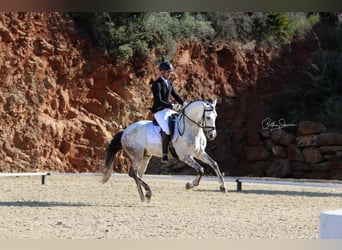 PRE Mix, Ogier, 6 lat, 166 cm, Siwa jabłkowita