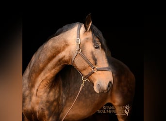 PRE Mix, Ogier, 6 lat, 167 cm, Bułana