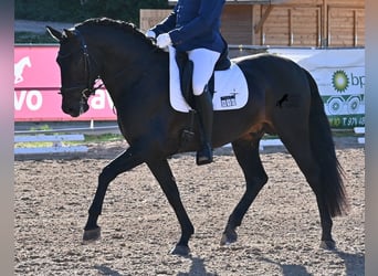 PRE Mix, Ogier, 6 lat, 167 cm, Ciemnogniada