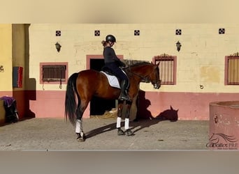 PRE Mix, Ogier, 6 lat, 167 cm, Gniada