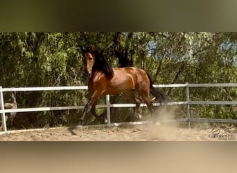 PRE Mix, Ogier, 6 lat, 167 cm, Gniada