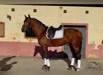 PRE Mix, Ogier, 6 lat, 167 cm, Gniada