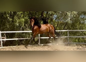 PRE Mix, Ogier, 6 lat, 167 cm, Gniada