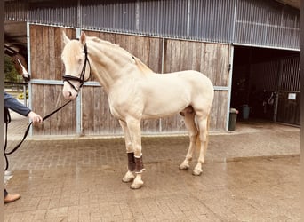 PRE, Ogier, 6 lat, 167 cm, Perłowa