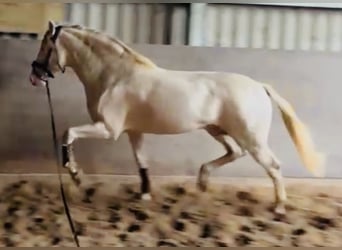 PRE, Ogier, 6 lat, 167 cm, Perłowa