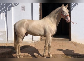 PRE Mix, Ogier, 6 lat, 167 cm, Perłowa