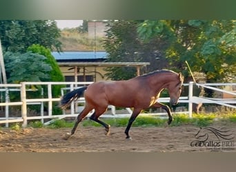 PRE, Ogier, 6 lat, 168 cm, Gniada